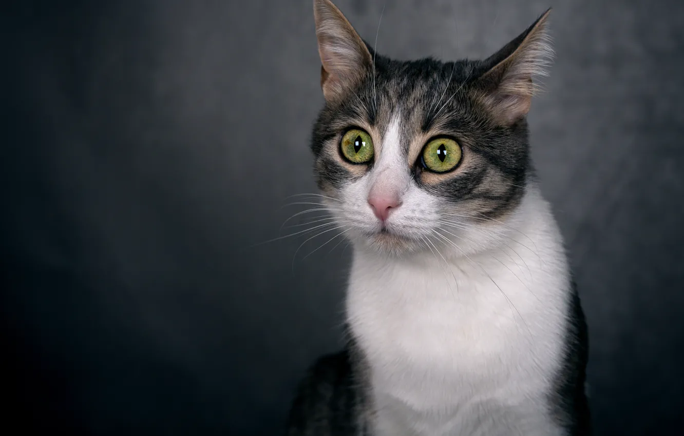 Фото обои кошка, кот, взгляд, мордашка, полосатый