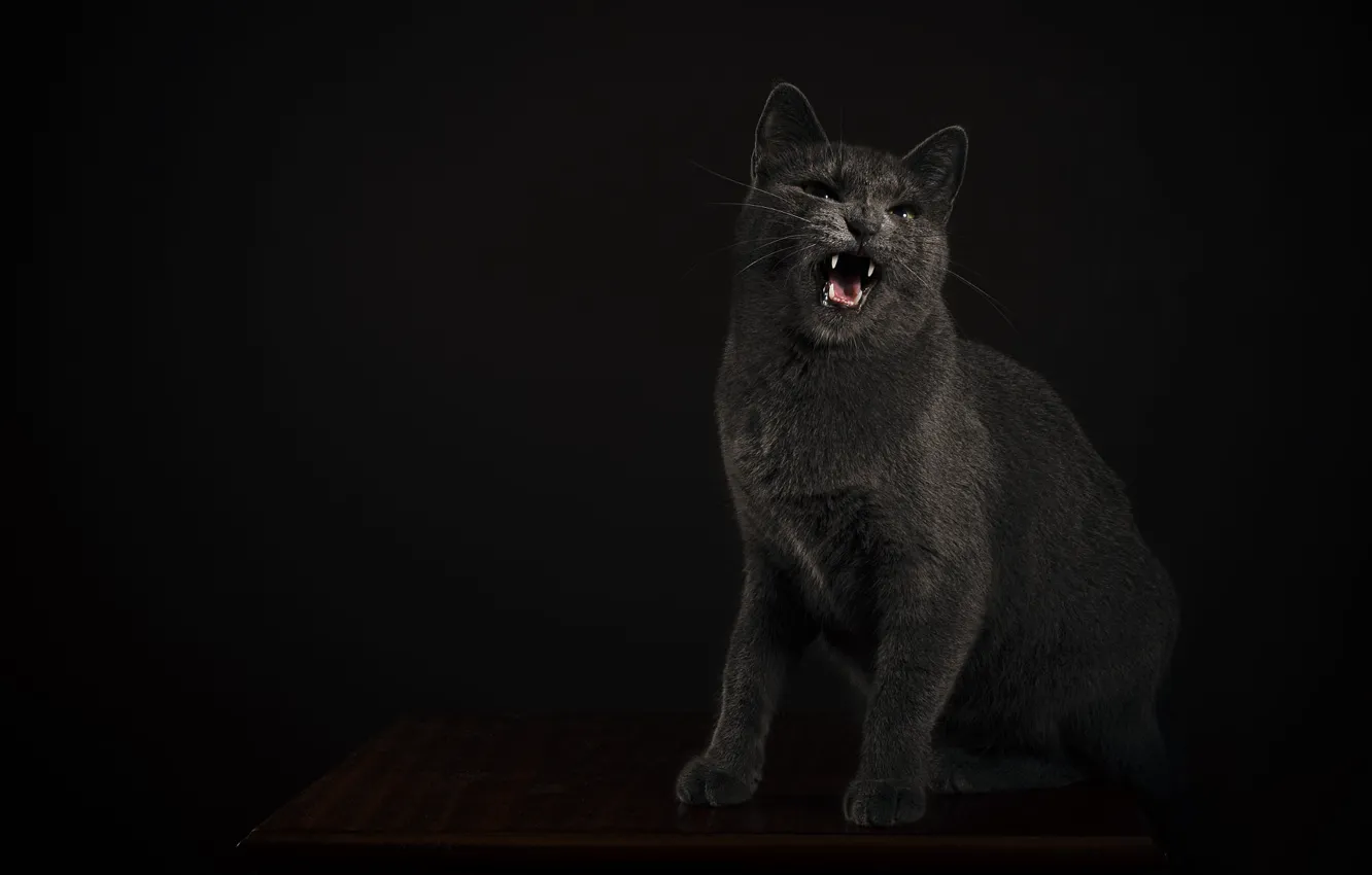 Фото обои язык, кошка, кот, морда, стол, серый, клыки, оскал