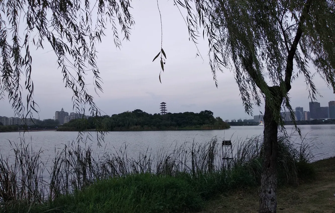 Фото обои lake, tree, wind