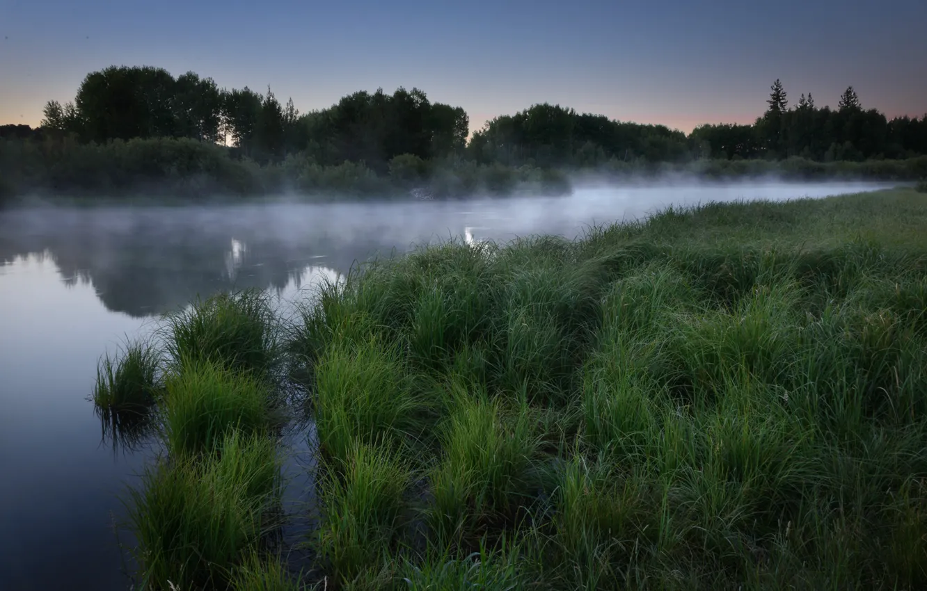 Фото обои лес, трава, туман, озеро, рассвет, утро
