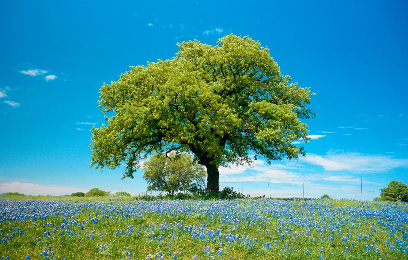 Фото обои поле, небо, облака, цветы, дерево, весна, луг