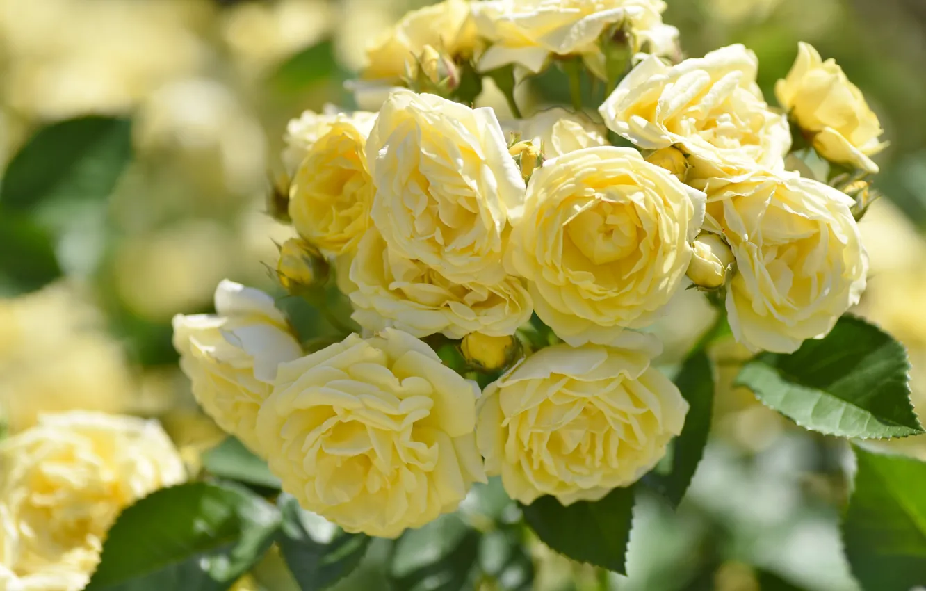 Фото обои розы, много, жёлтые
