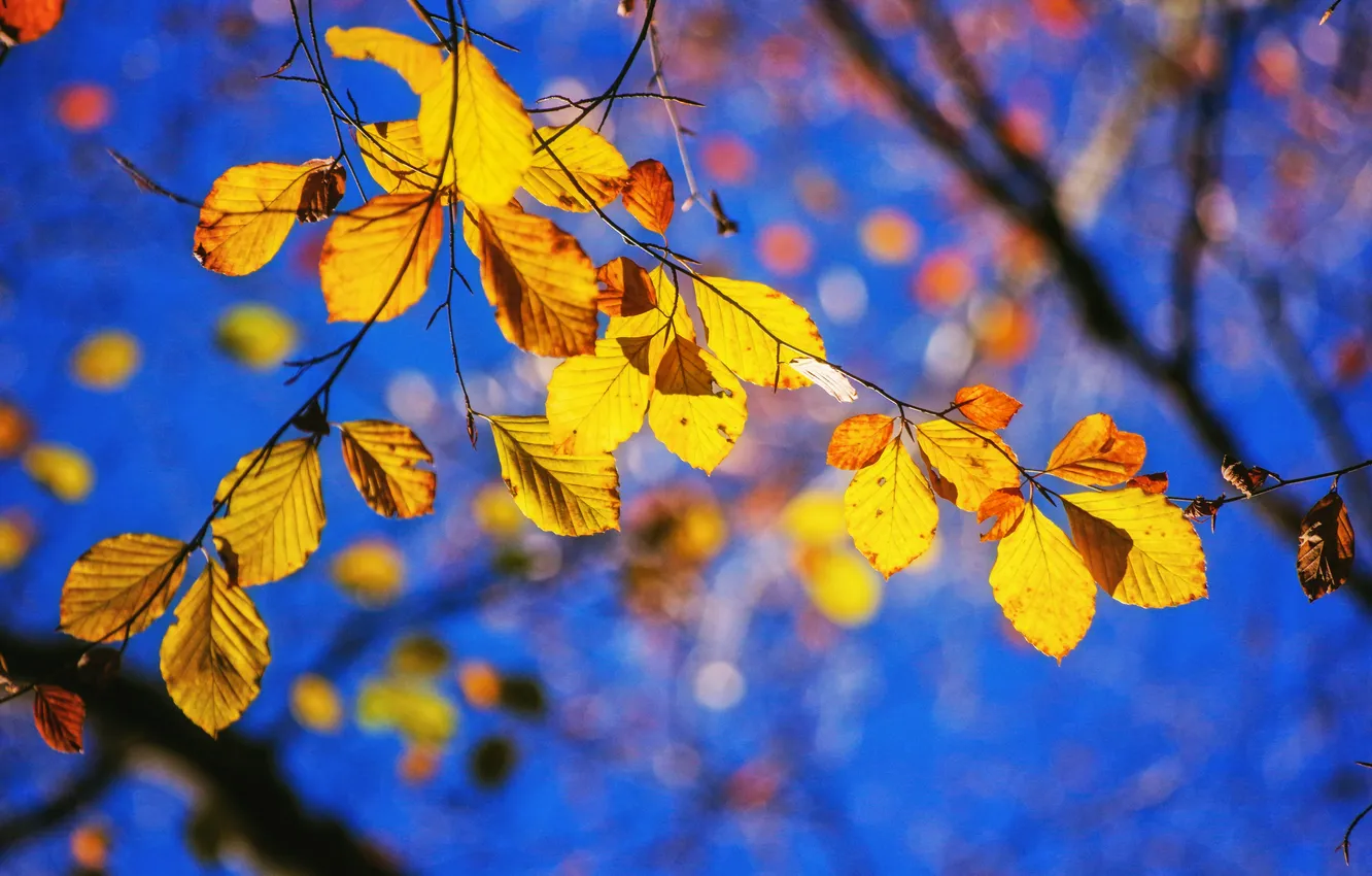 Фото обои осень, небо, листья, ветка