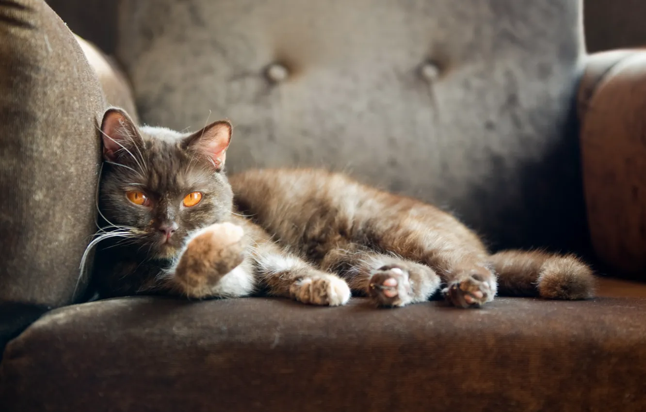 Фото обои кошка, кот, кресло, смотрит, британский кот, british shorthair