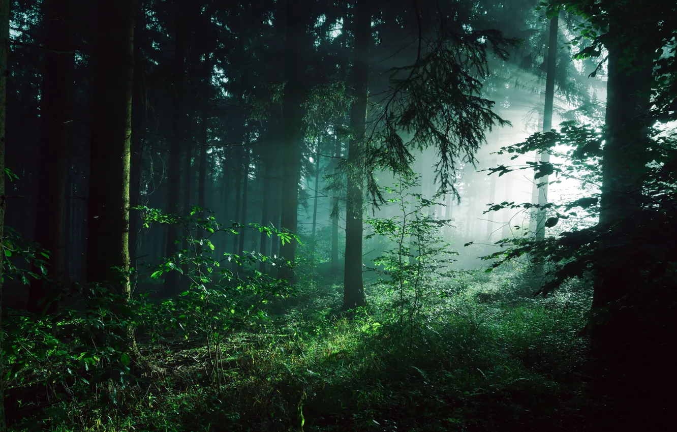 Фото обои зелень, лес, лето, свет, деревья, туман, заросли