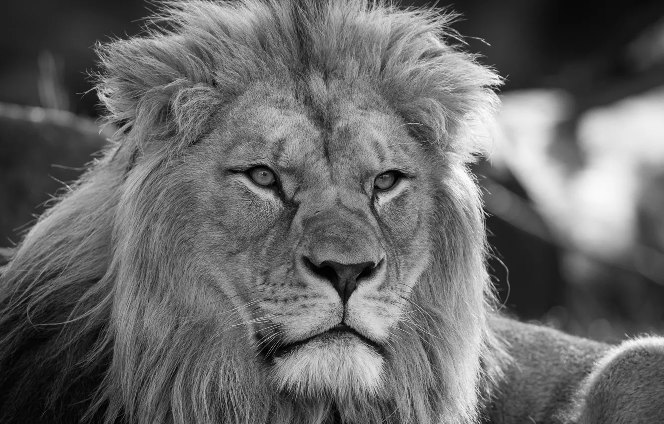 Фото обои взгляд, морда, портрет, лев, чёрно-белая, грива, царь зверей, дикая кошка
