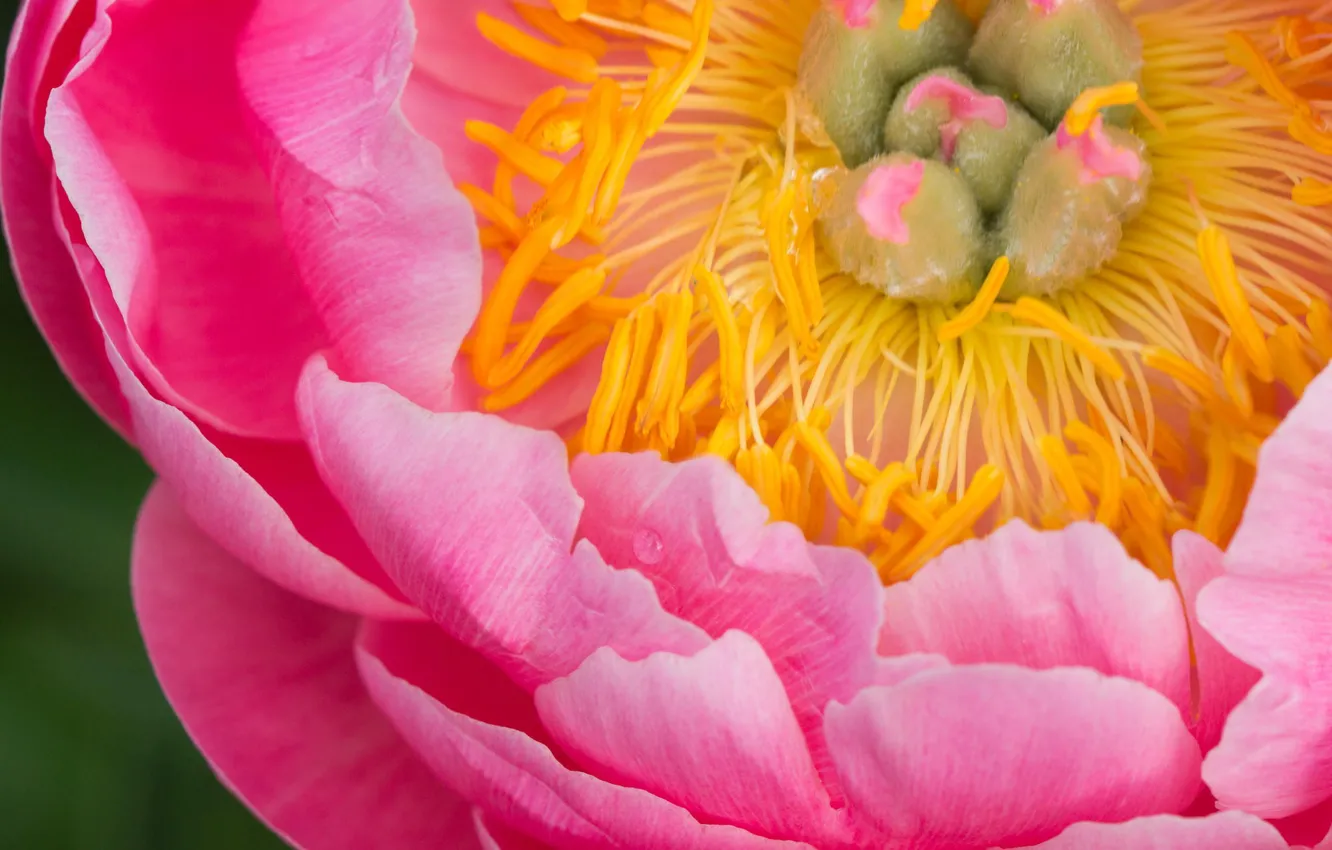 Фото обои цветок, макро, розовый, растение, пион, серцевина