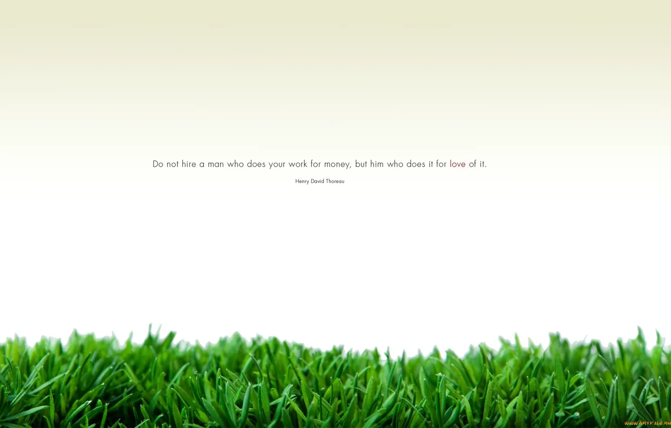 Фото обои белый, трава, минимализм