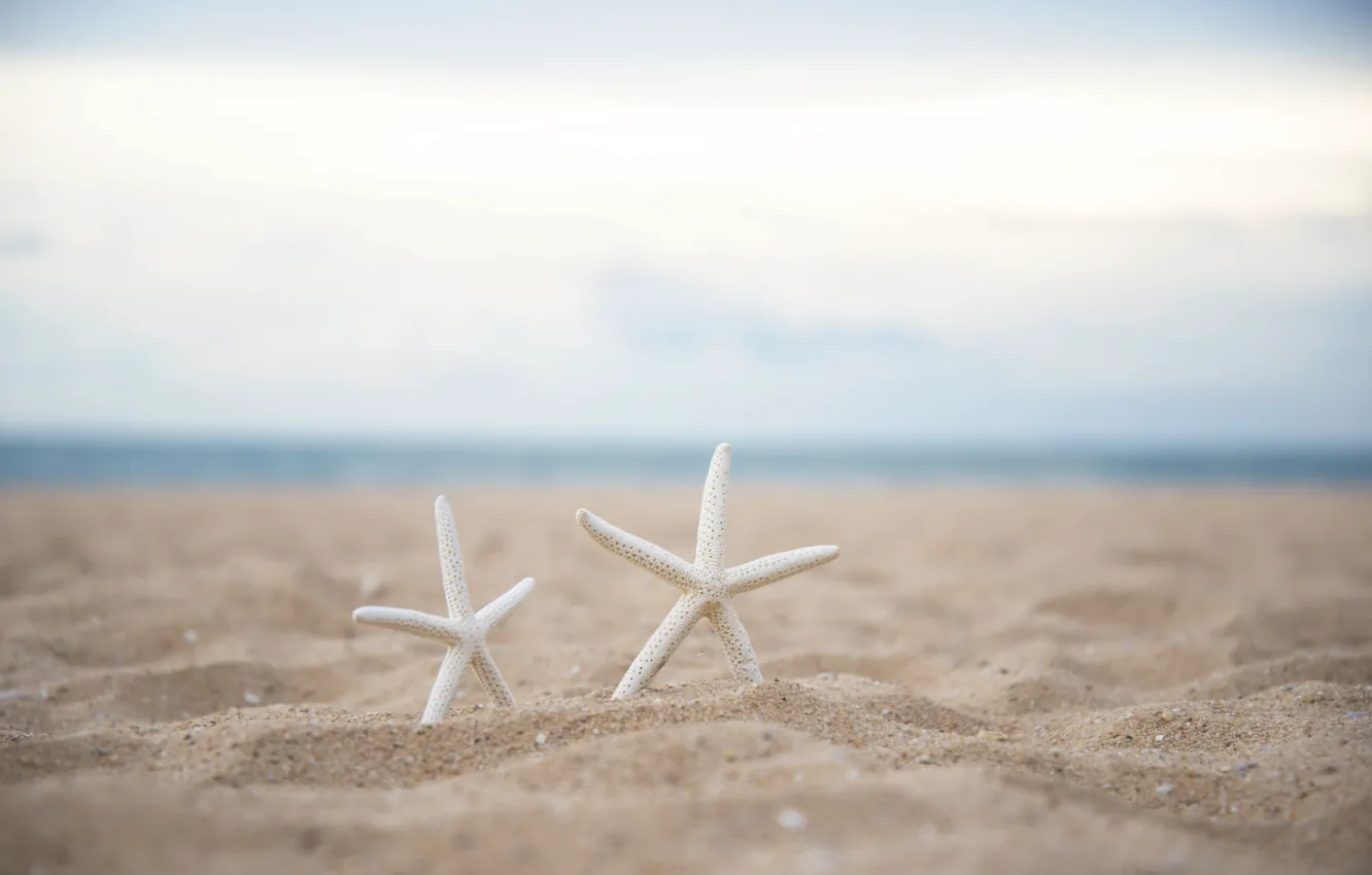 Фото обои песок, пляж, природа, морская звезда
