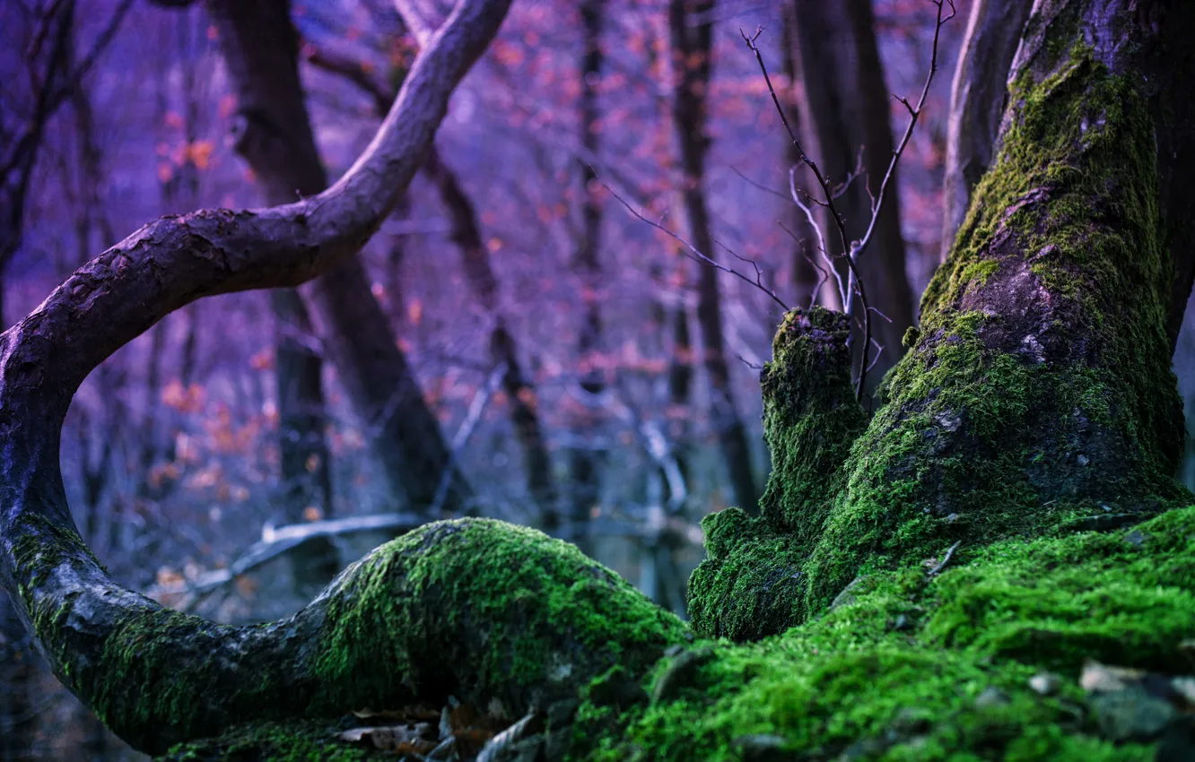 Фото обои лес, деревья, природа, дерево, магия, мох, Rebekka Plies Photography
