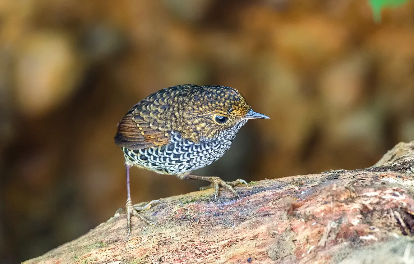 Фото обои птица, перья, клюв