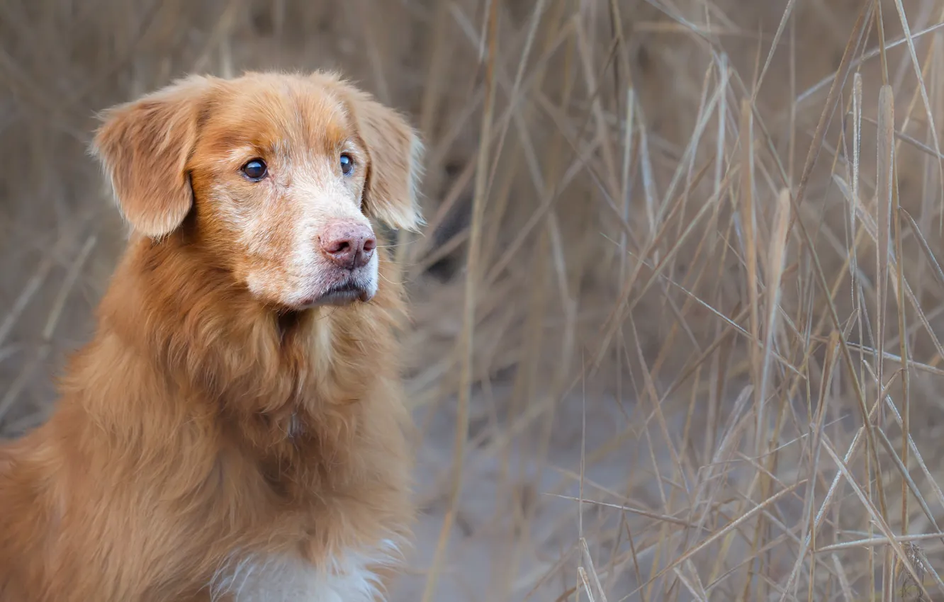 Фото обои взгляд, собака, Retriever