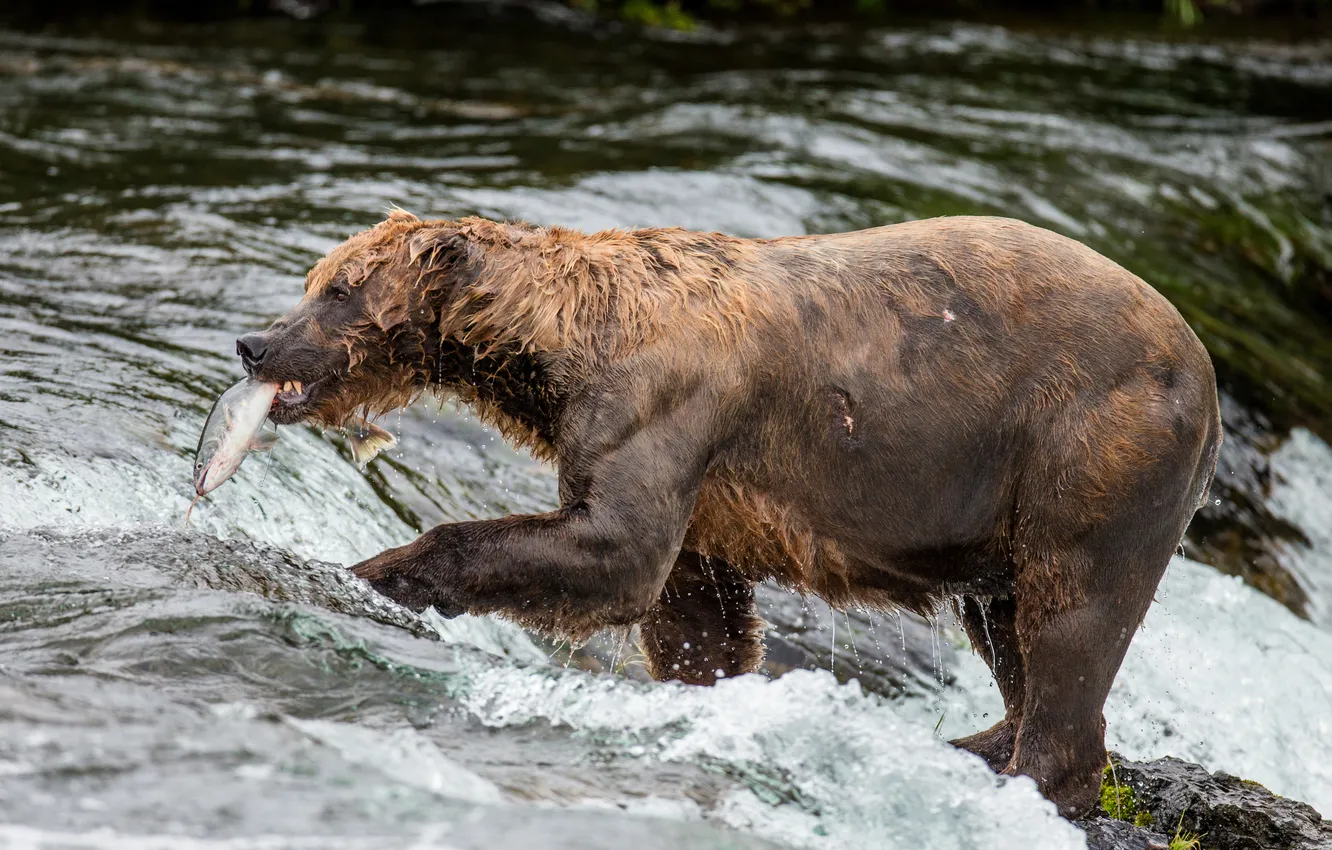 Фото обои wet, river, bear, food, fish, survival