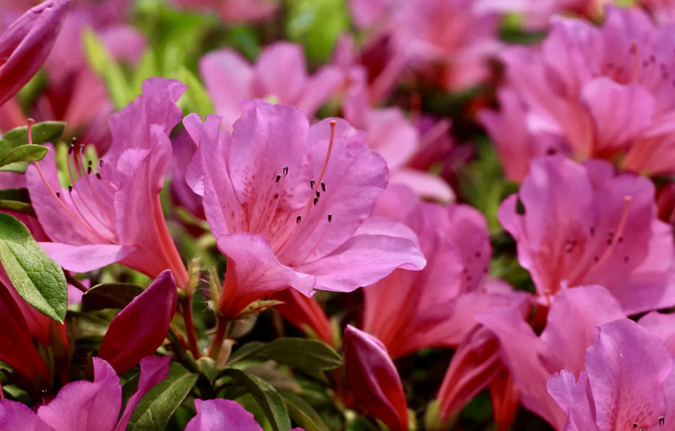 Фото обои розовый, рододендрон, азалия