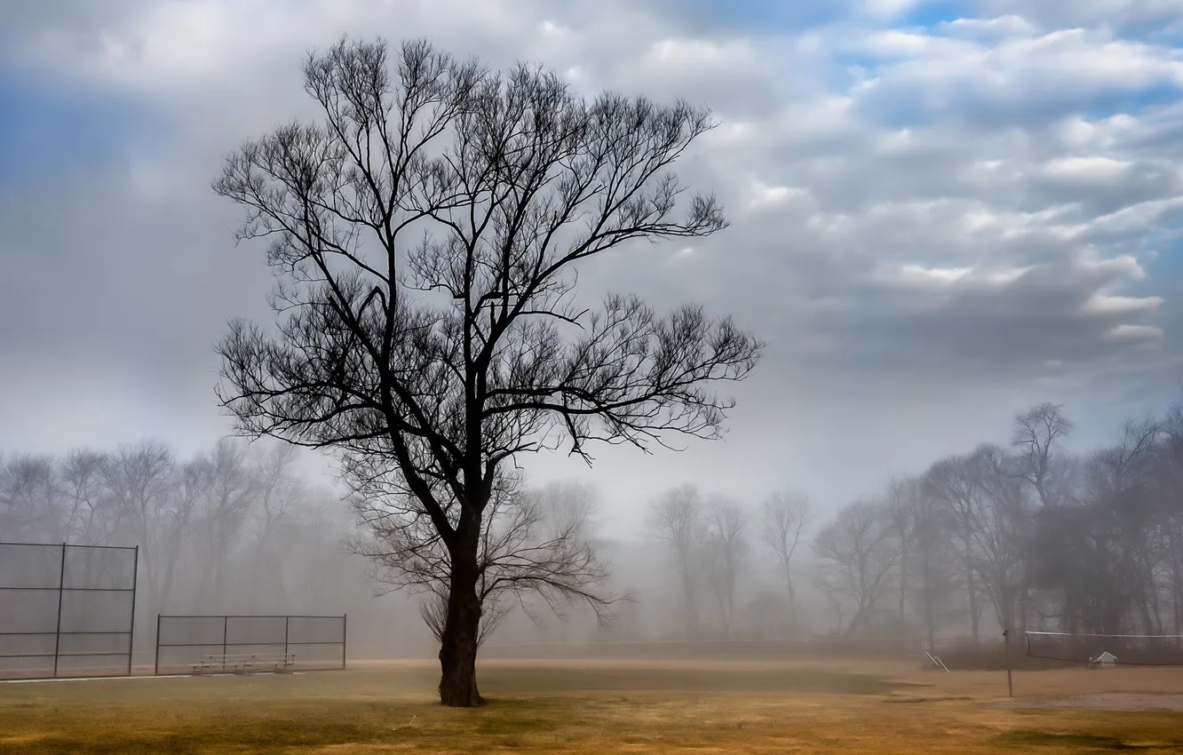 Фото обои пейзаж, туман, дерево, court