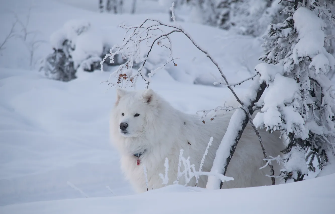 Фото обои зима, взгляд, снег, друг, собака