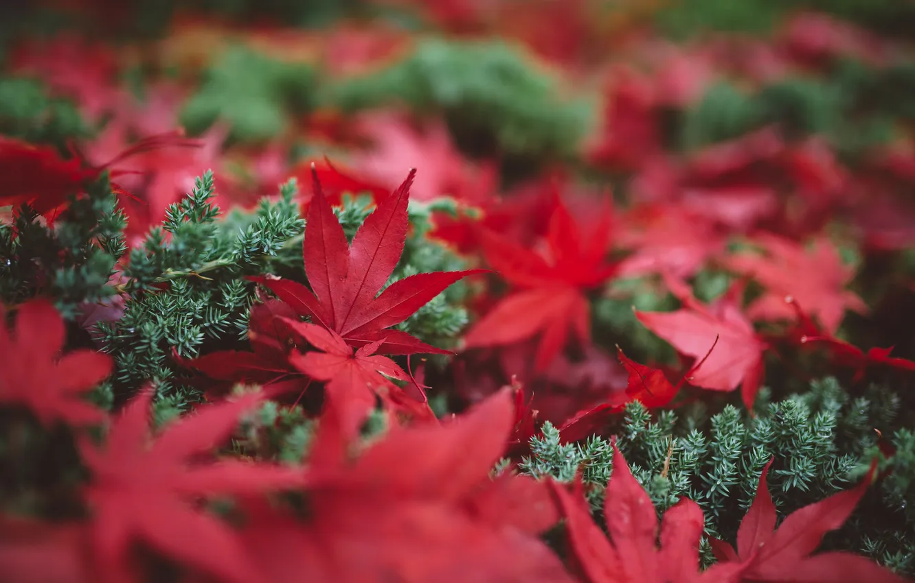 Фото обои осень, трава, листья, макро