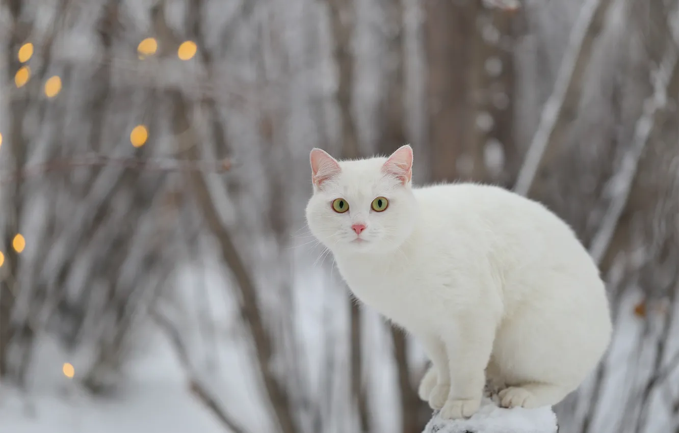 Фото обои зима, кошка, взгляд, белая, Евгения Левина