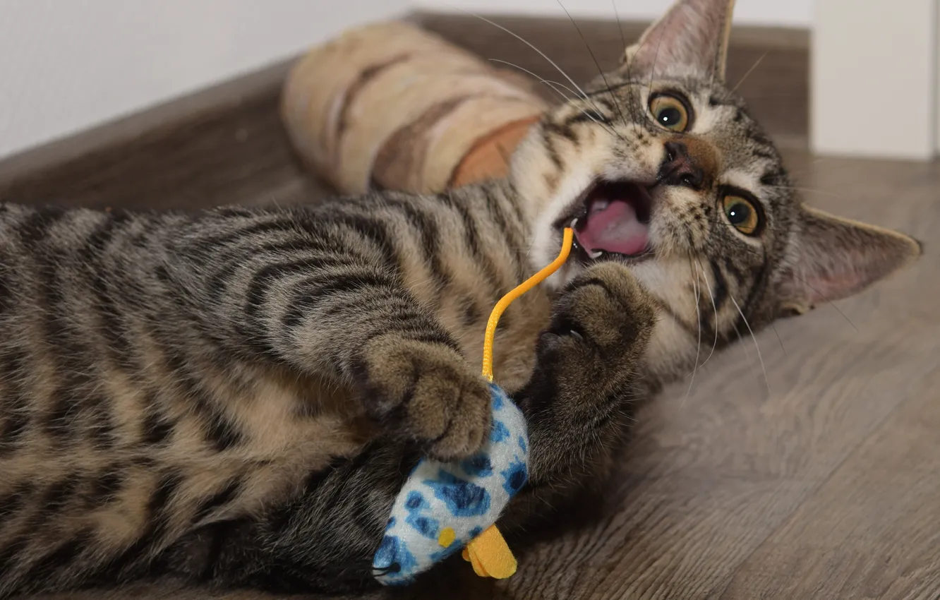 Фото обои язык, кошка, кот, поза, серый, игрушка, игра, лапы