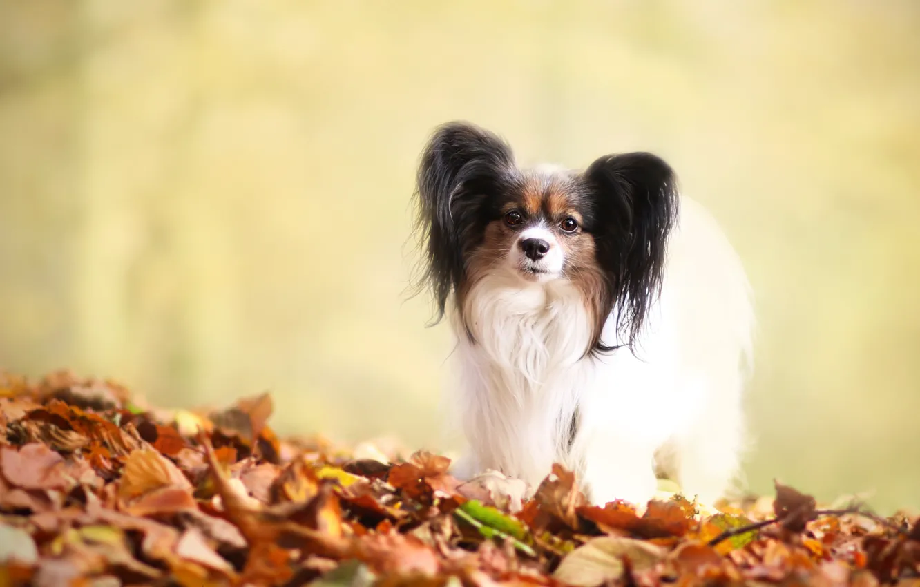 Фото обои осень, взгляд, листья, желтый, поза, фон, листва, собака