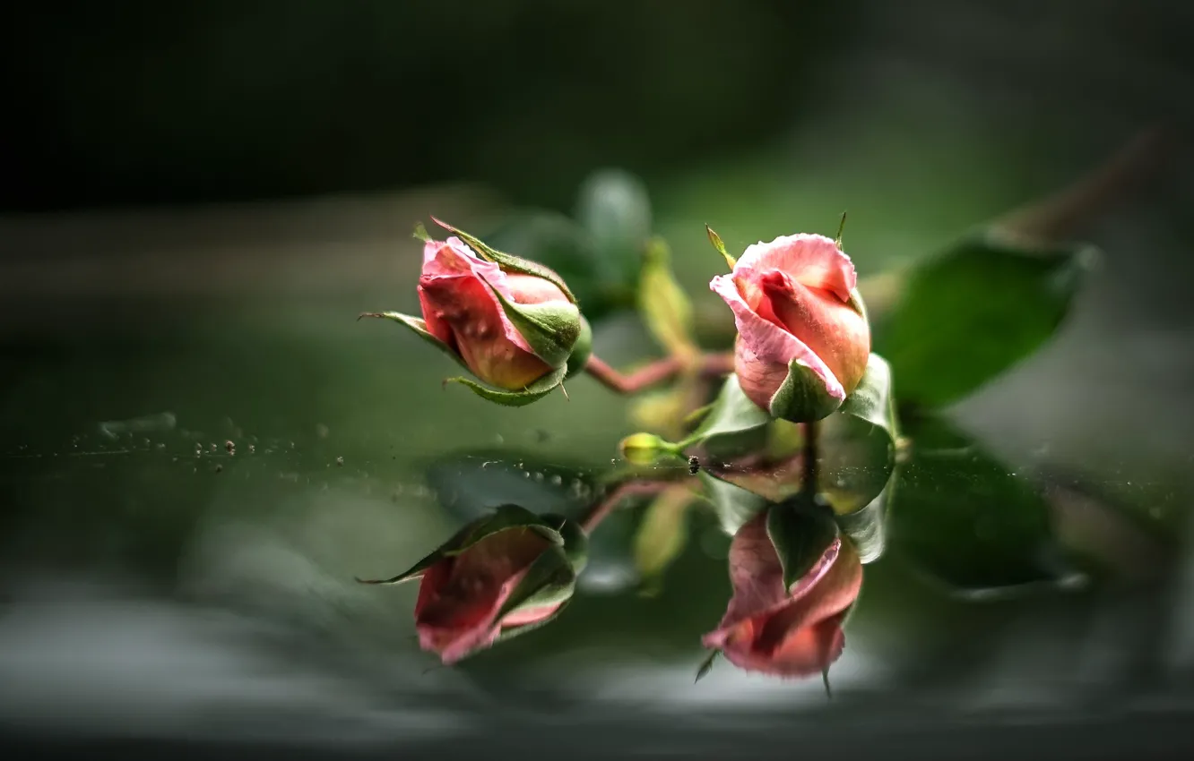 Фото обои вода, отражение, розы, розовые, бутоны