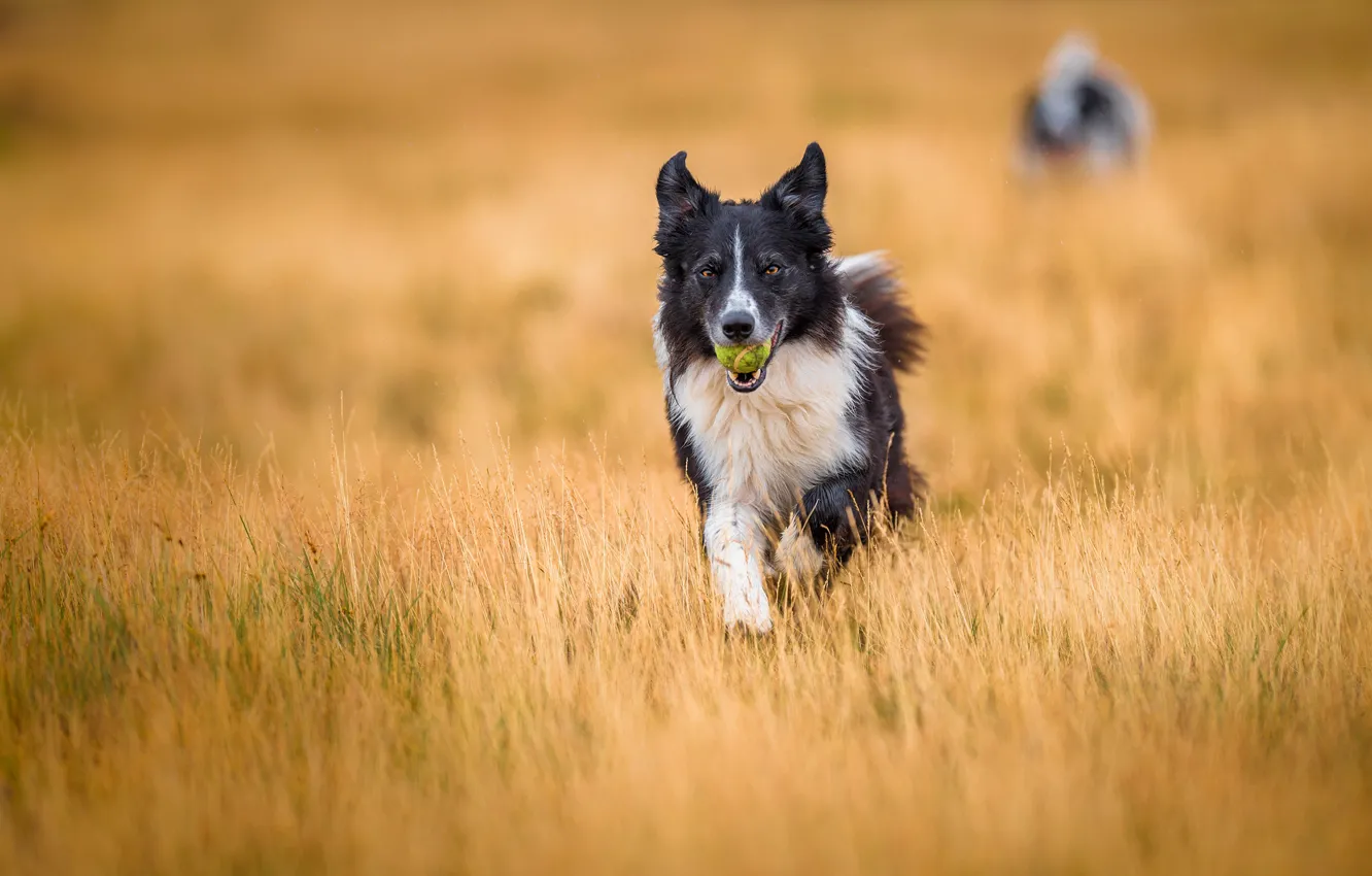 Фото обои поле, собаки, взгляд, морда, природа, фон, игра, мяч