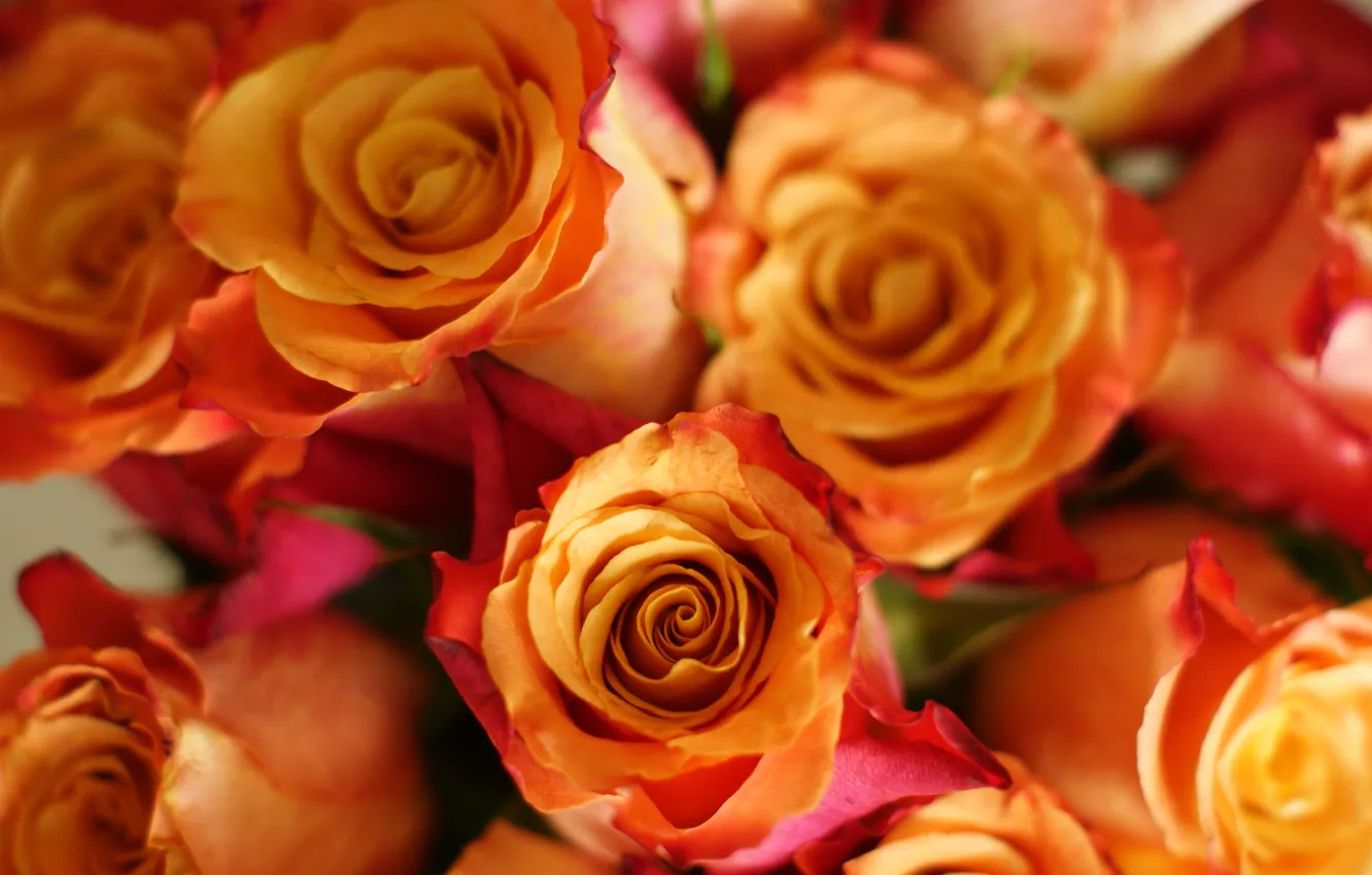 Фото обои цветы, фон, widescreen, обои, роза, розы, бутон, wallpaper