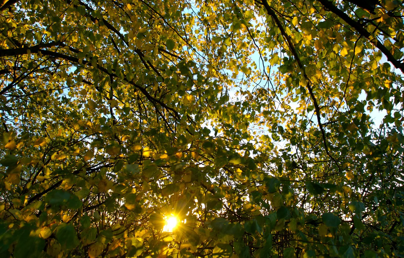 Фото обои осень, листья, солнце, лучи, ветки, природа, ветви, листва