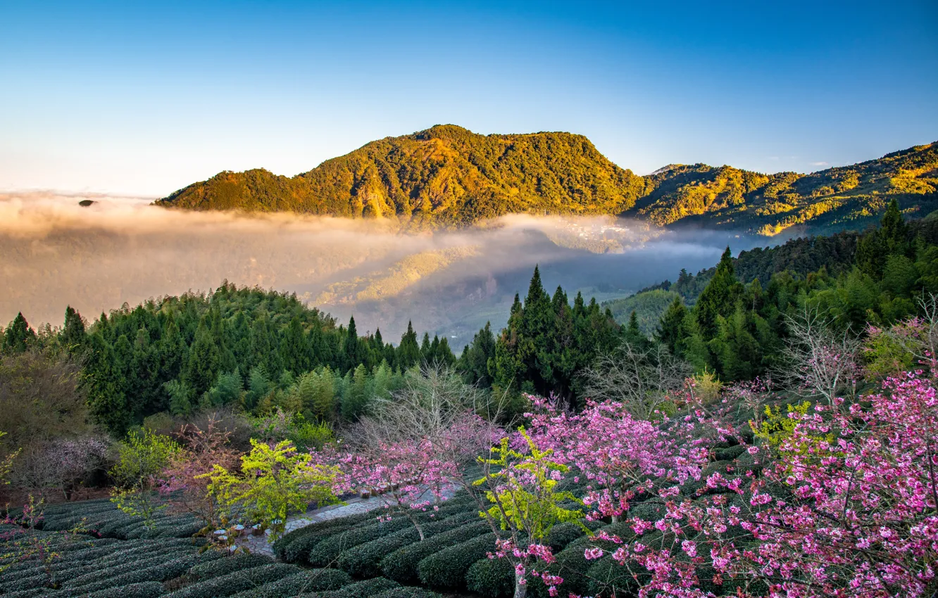Фото обои лес, деревья, горы, сакура, Тайвань, Taiwan, чайная плантация, Уезд Цзяи