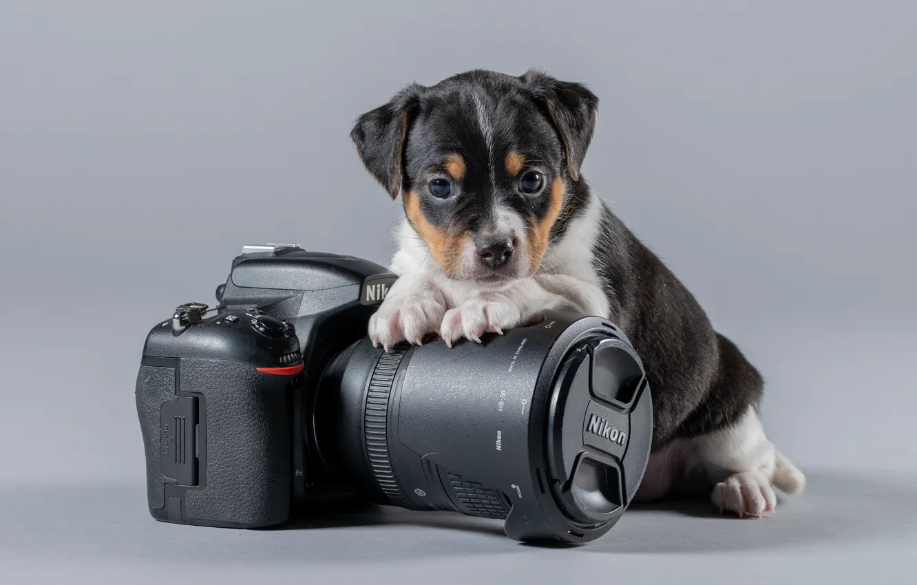Фото обои фон, малыш, фотоаппарат, Nikon, щенок, пёсик, Датско-шведская фермерская собака