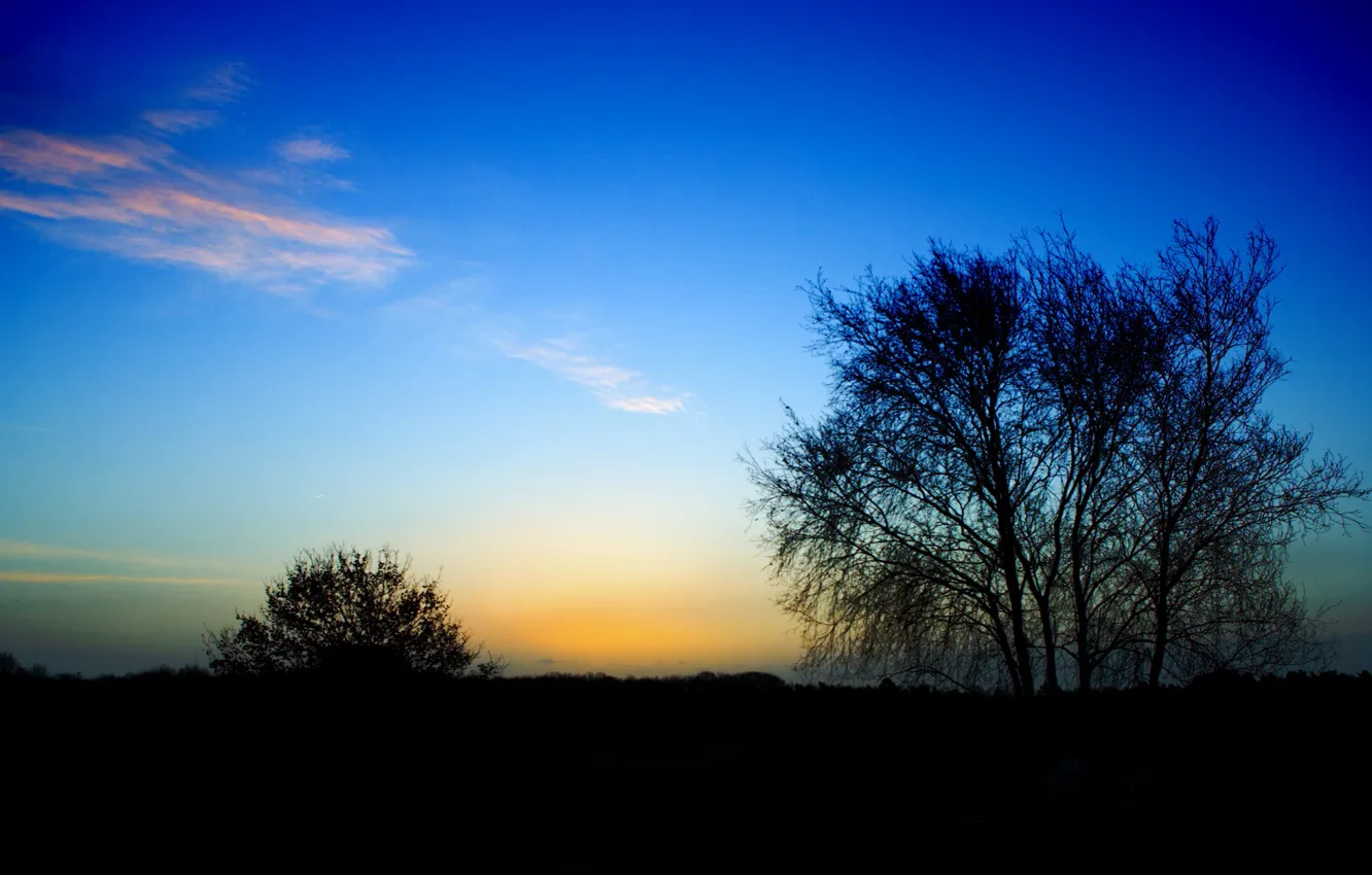 Фото обои дерево, перистые облака, куст, конец дня