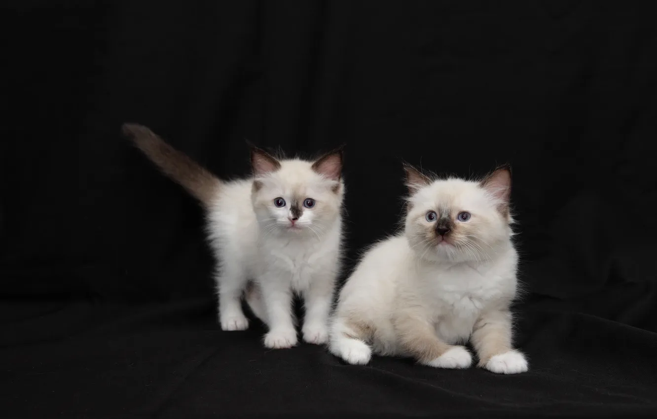 Фото обои кошка, взгляд, поза, котенок, котята, парочка, два котенка, мордашки