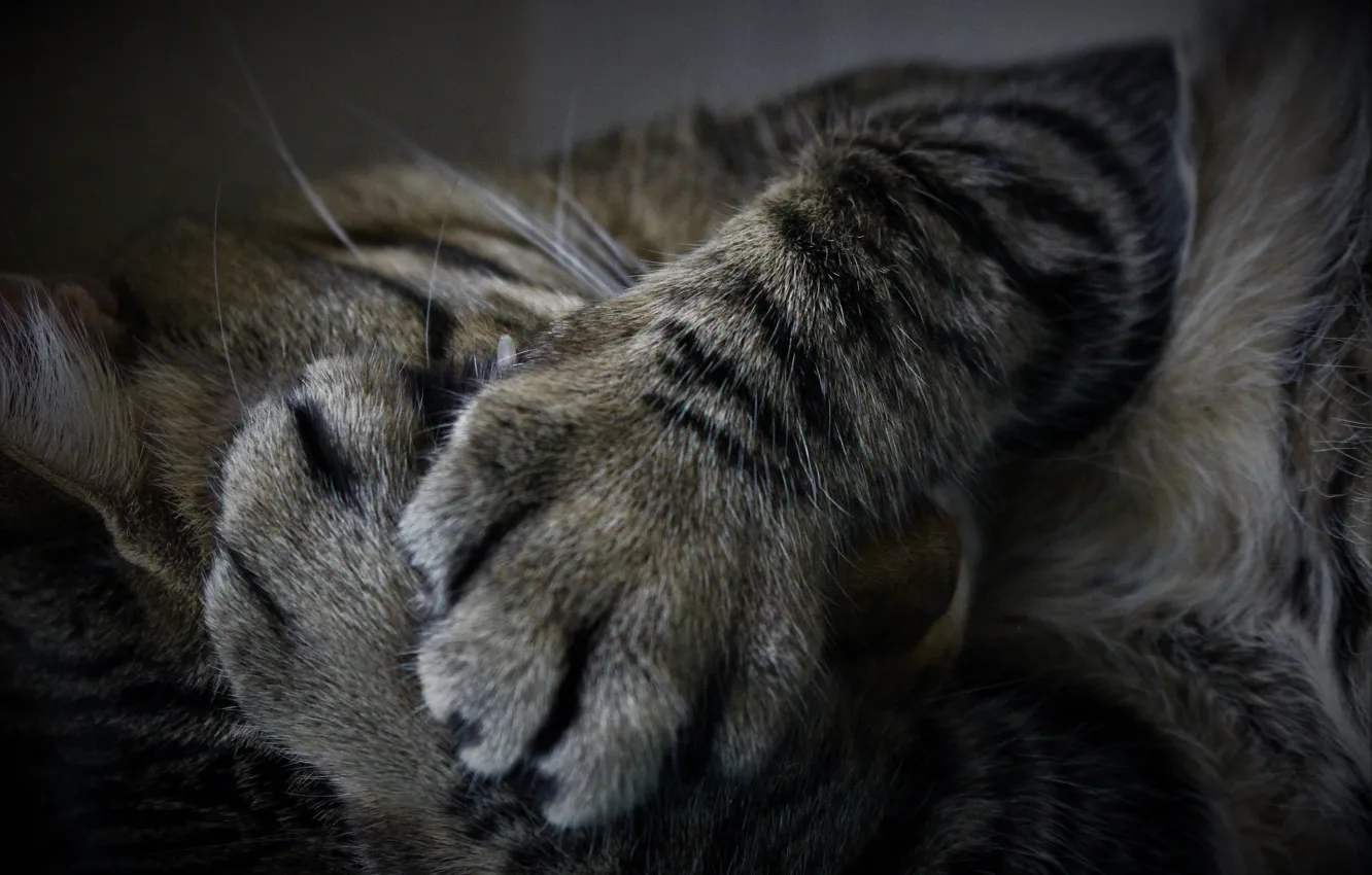 Фото обои кот, отдых, лапы