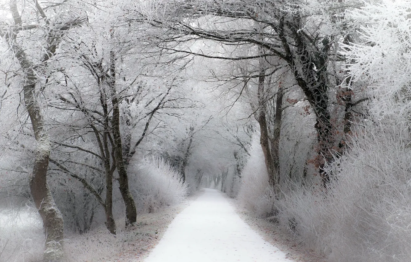 Фото обои зима, иней, дорога, лес, снег