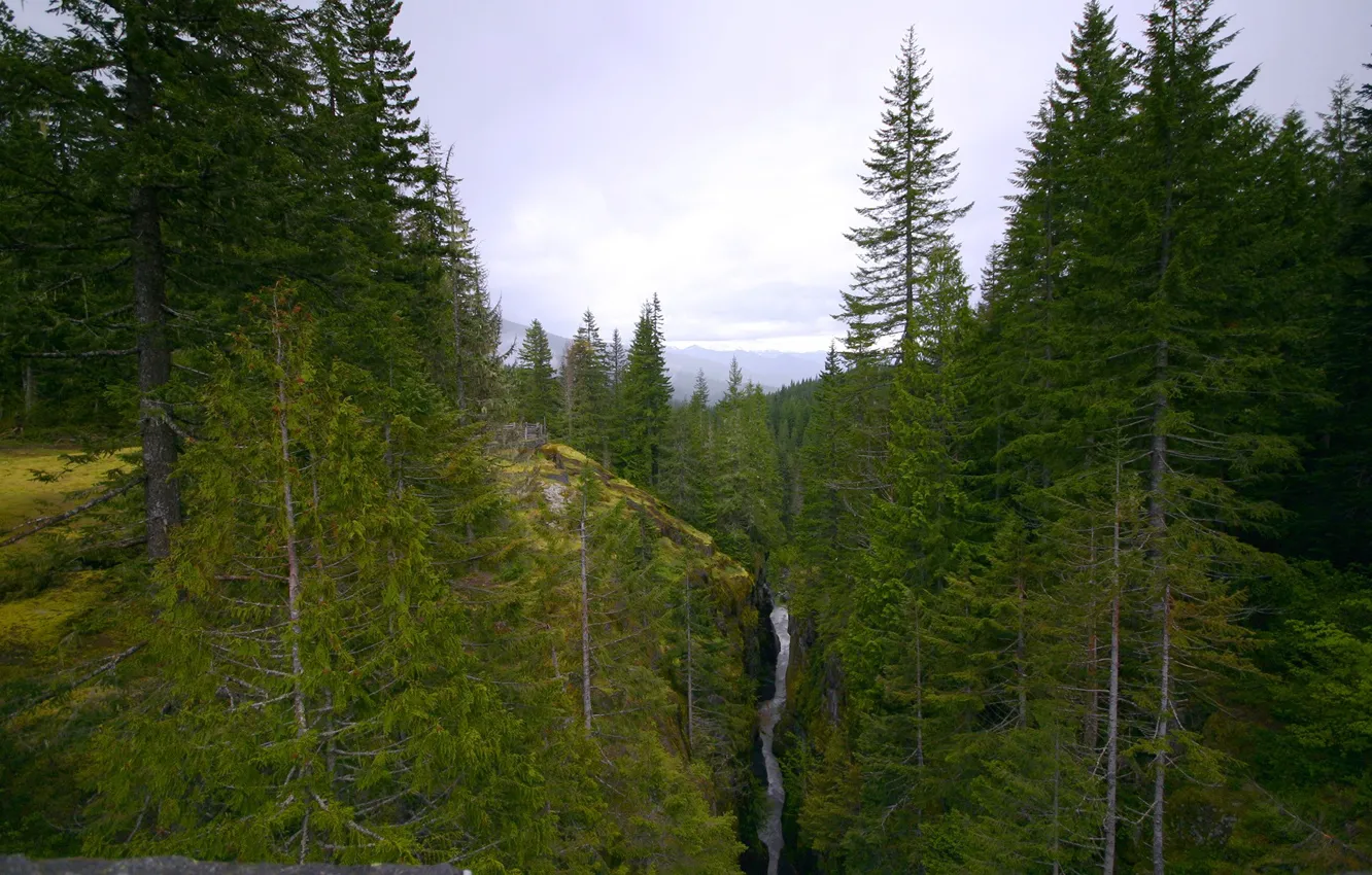 Фото обои лес, горы, речка