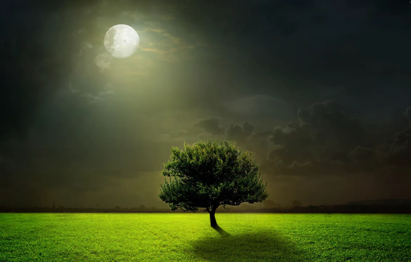 Фото обои поле, дерево, Луна
