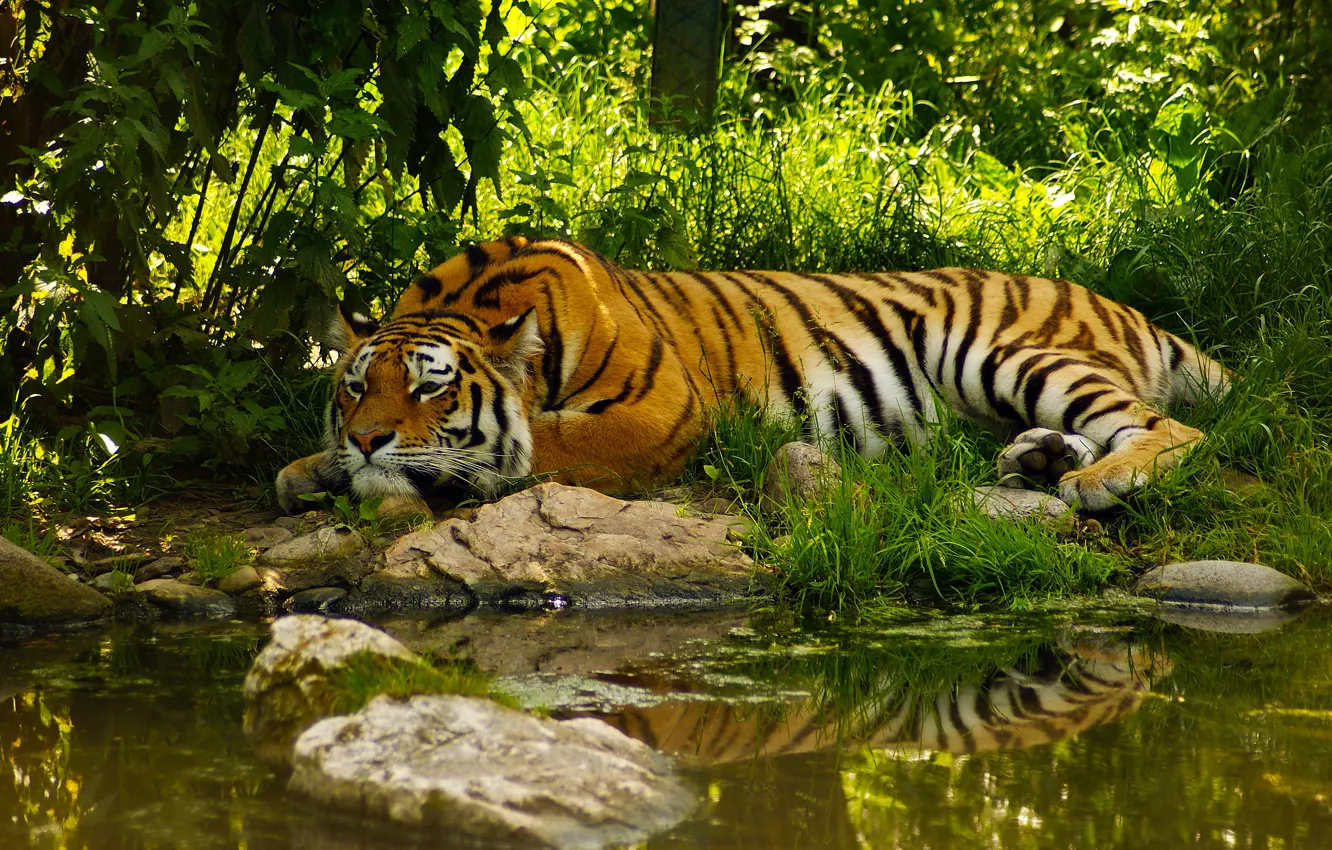 Фото обои вода, тигр, пруд, умиротворение