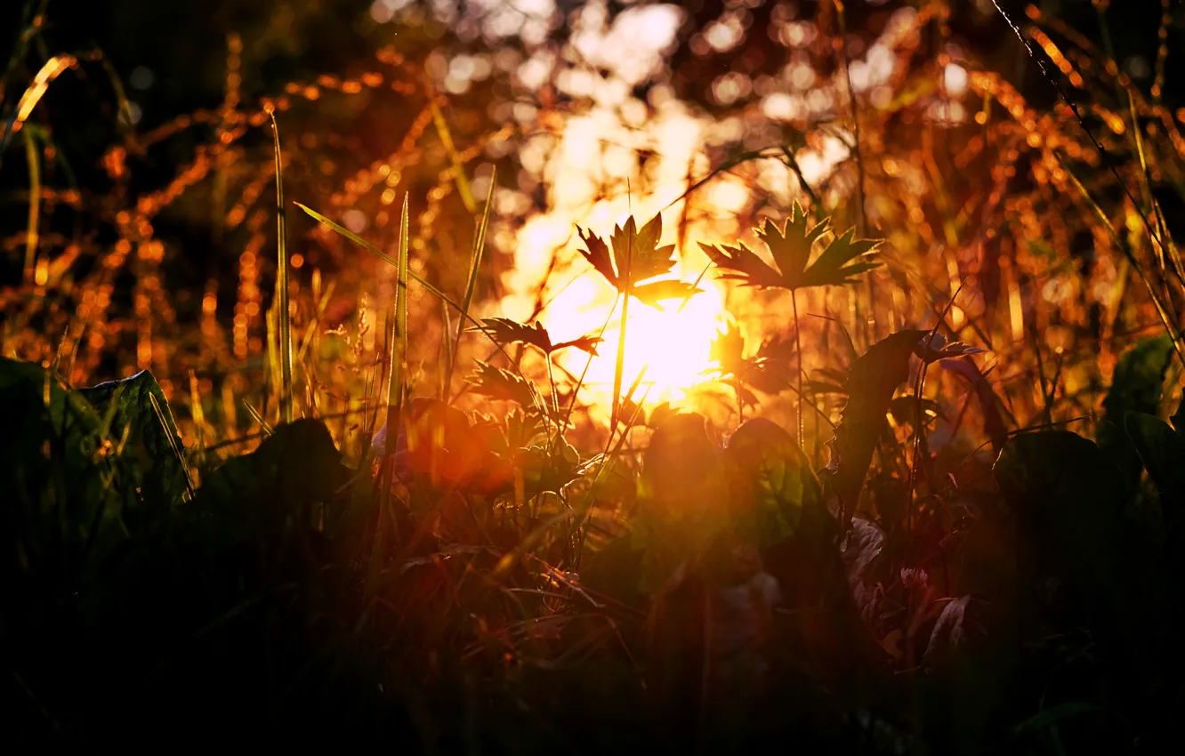 Фото обои трава, закат, природа, солнечные блики
