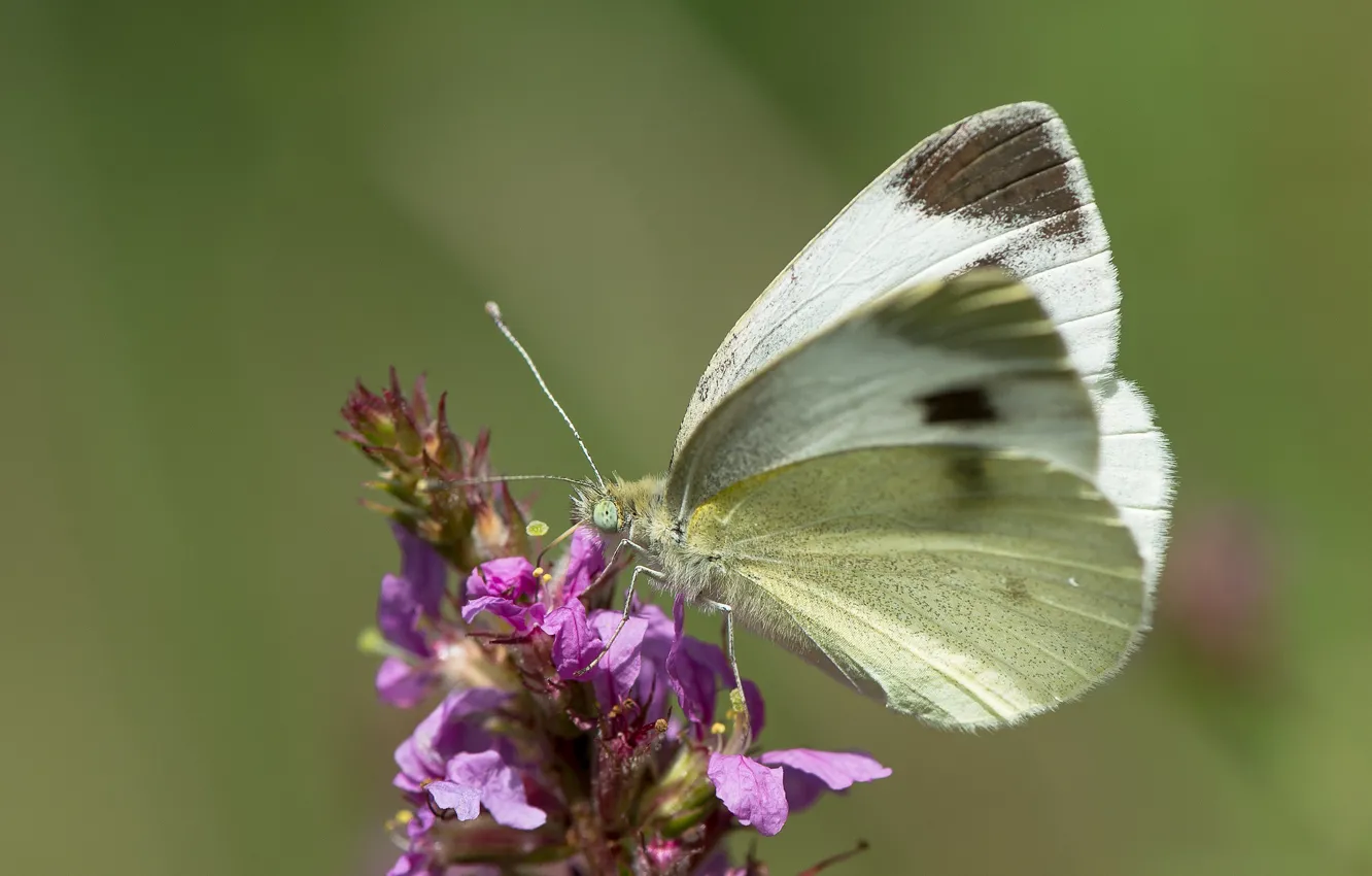 Фото обои цветок, бабочка, butterfly