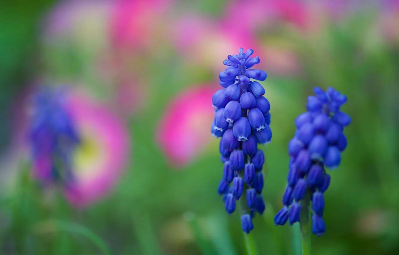 Фото обои макро, цветы, фон, весна, синие, мускари, мышиный гиацинт