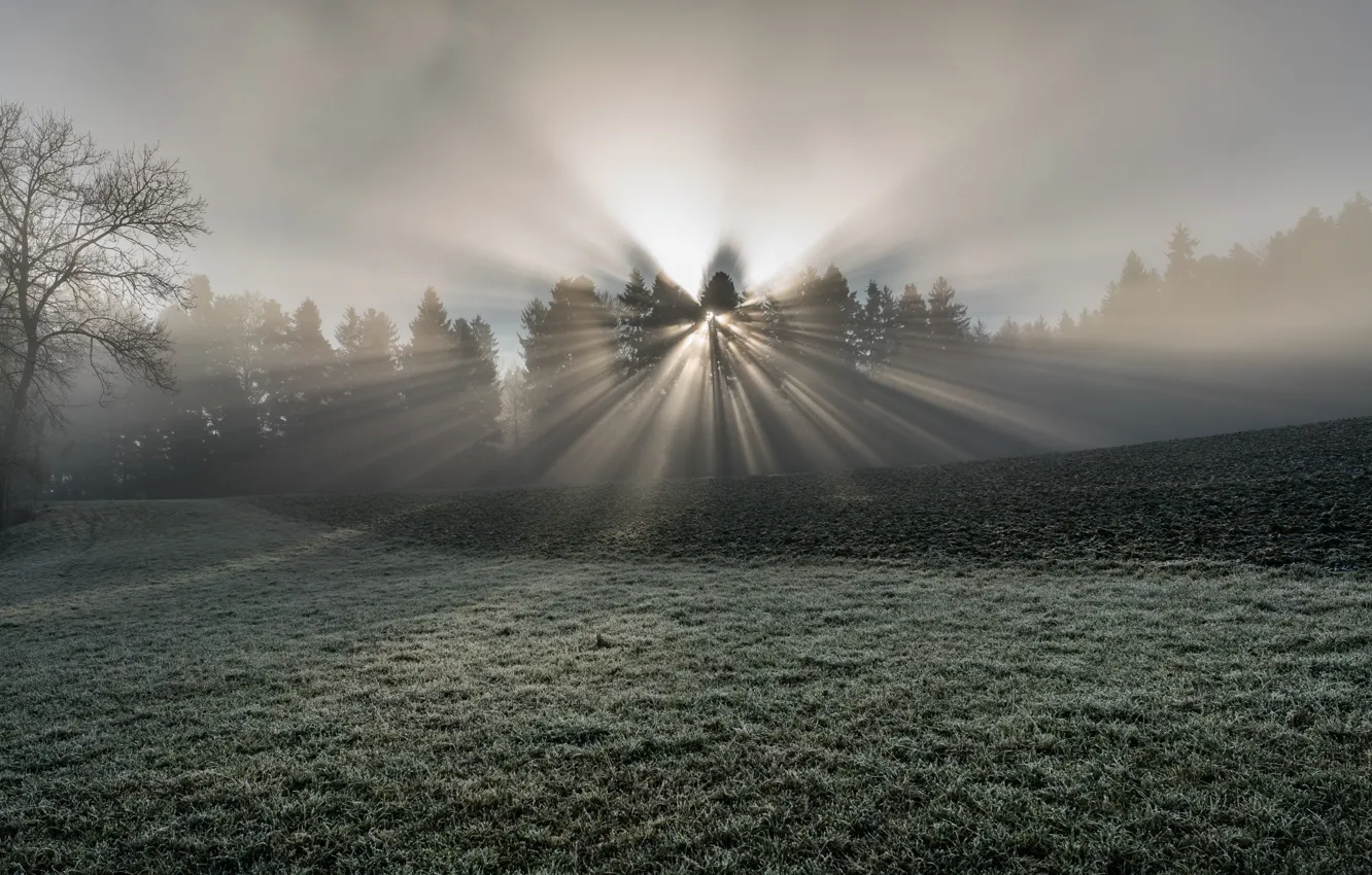 Фото обои свет, туман, утро