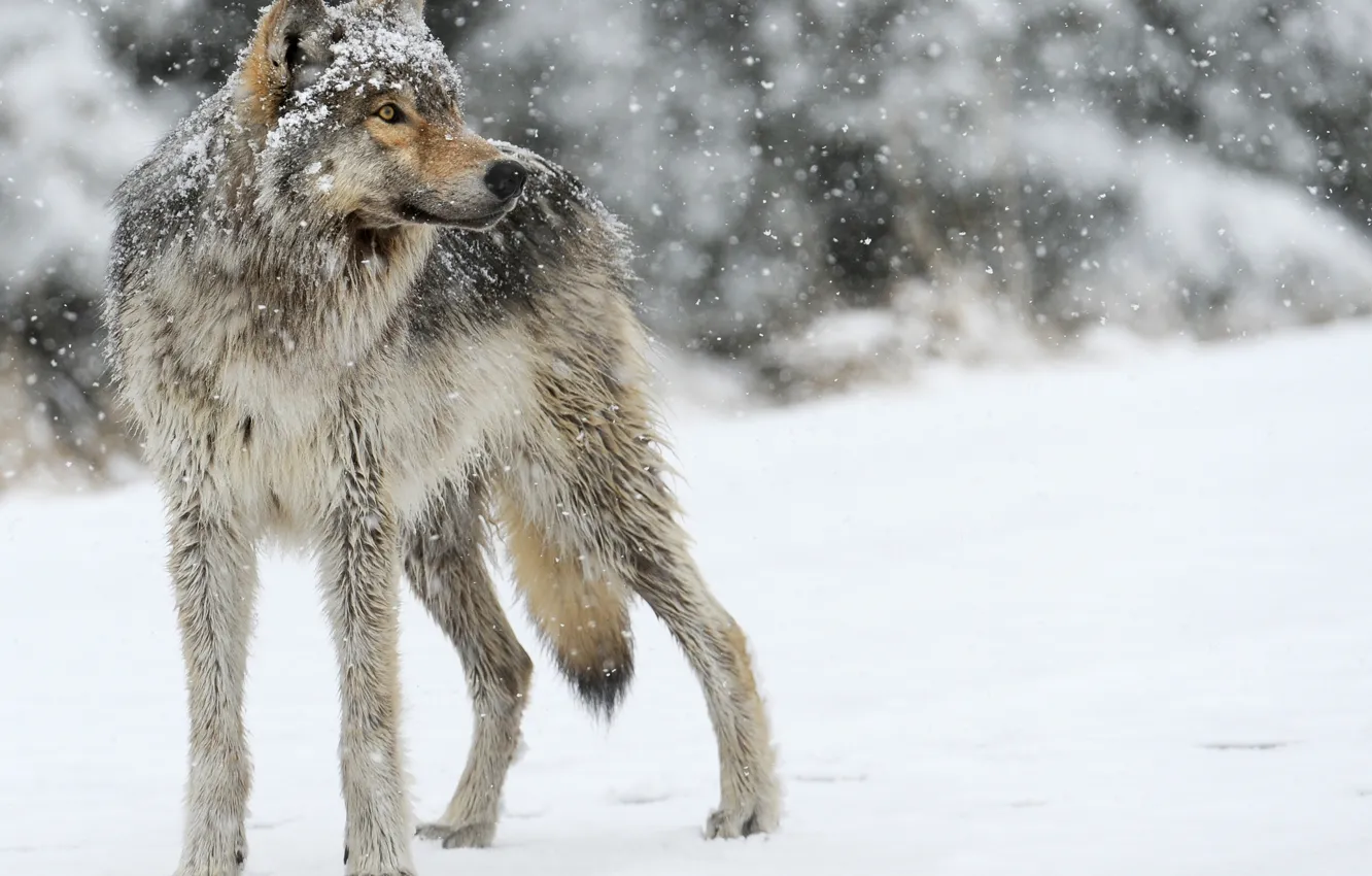 Фото обои снег, серый, волк, хищник, смотрит