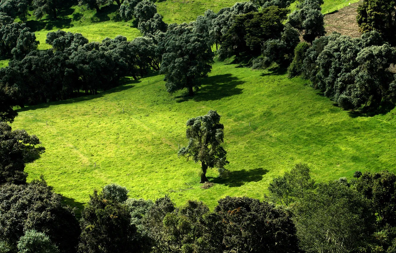 Фото обои green, forest, trees, landscape