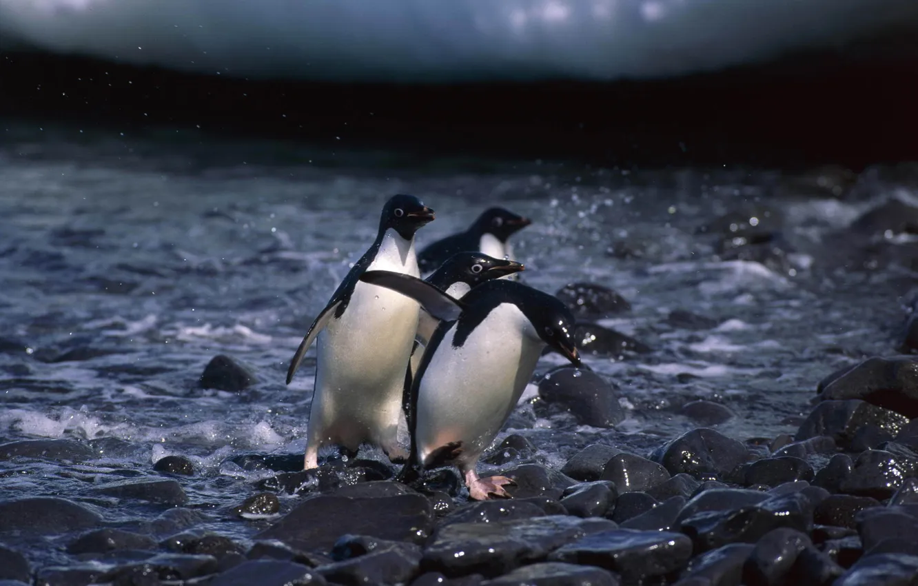 Фото обои вода, камни, пингвины