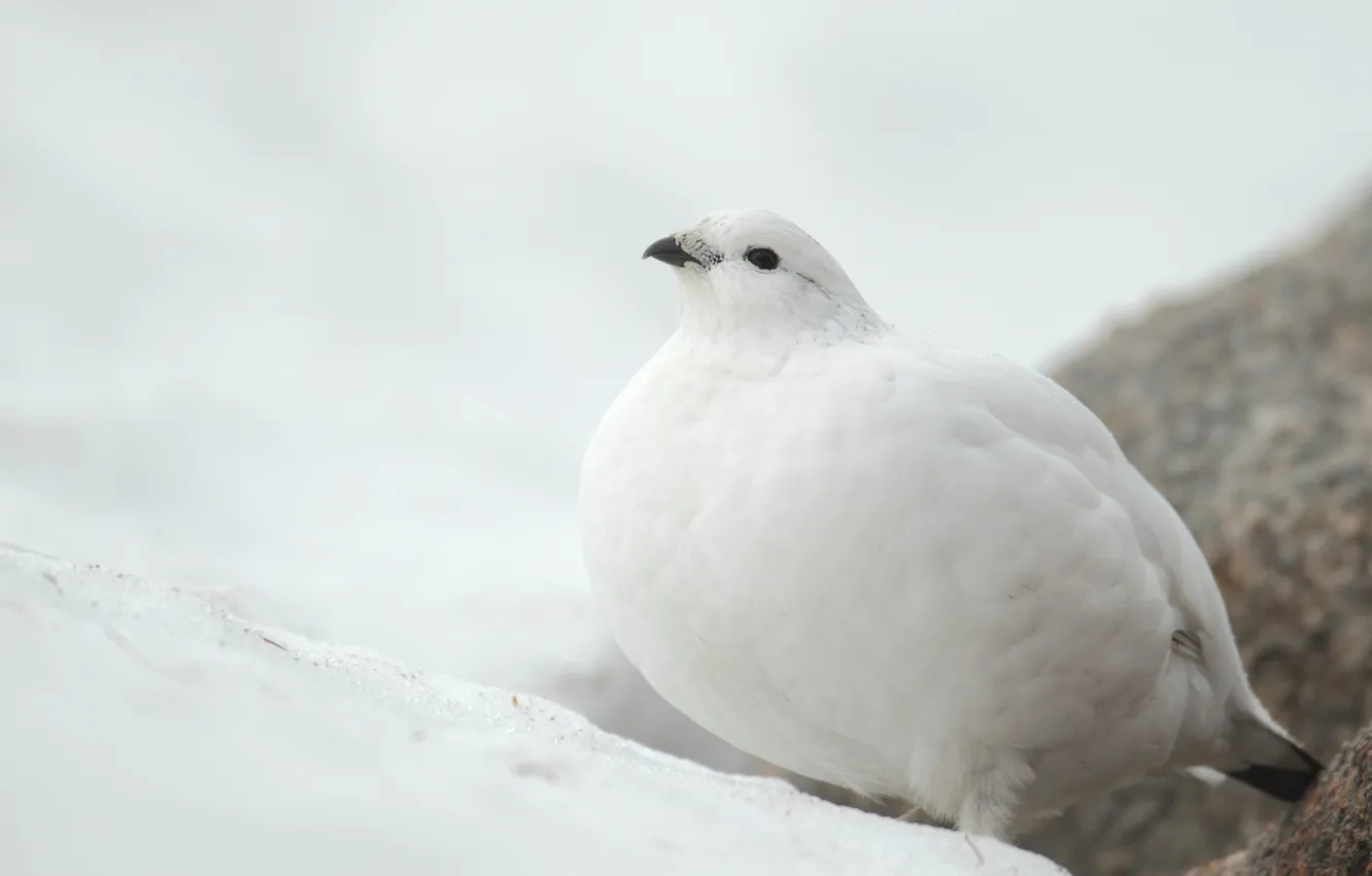 Фото обои снег, птица, белая, куропатка