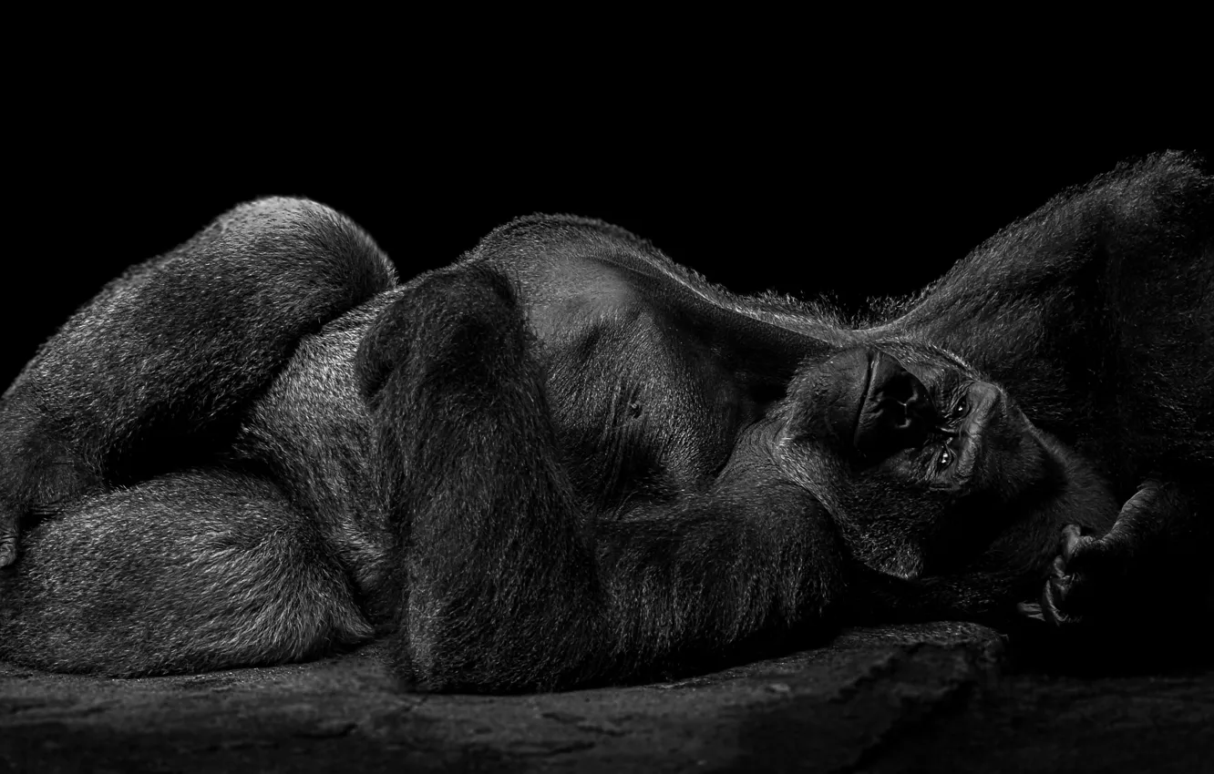 Фото обои поза, большой, горилла