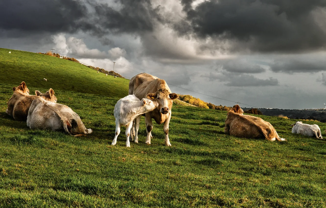 Фото обои поле, осень, небо, трава, облака, свет, тучи, холмы