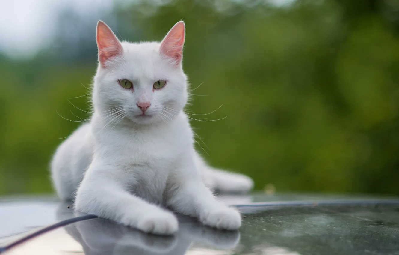 Фото обои белый, кот, усы, взгляд, котэ