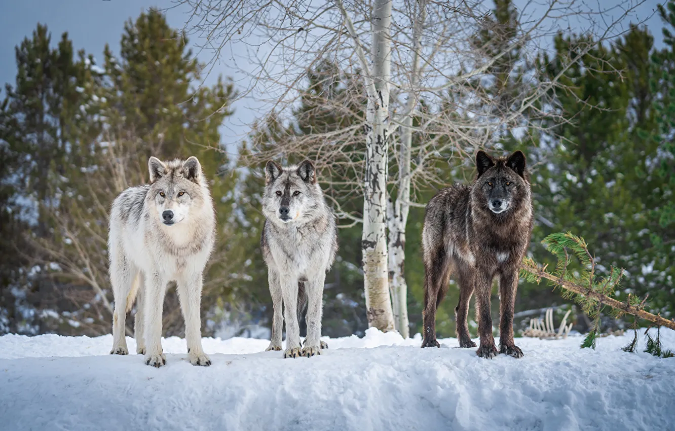 Фото обои nature, face, animal, wolf, wildlife, head, fur, mammal