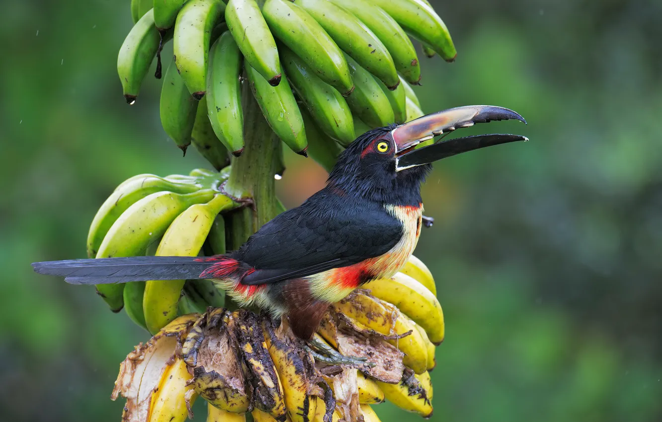 Фото обои пальма, фон, птица, бананы, фрукты, тукан